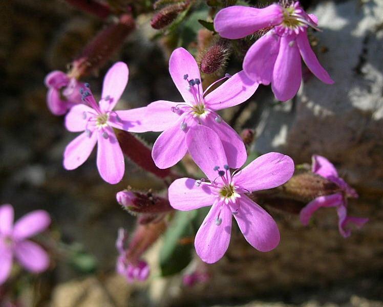 Saponaria ocymoides / Saponaria rossa